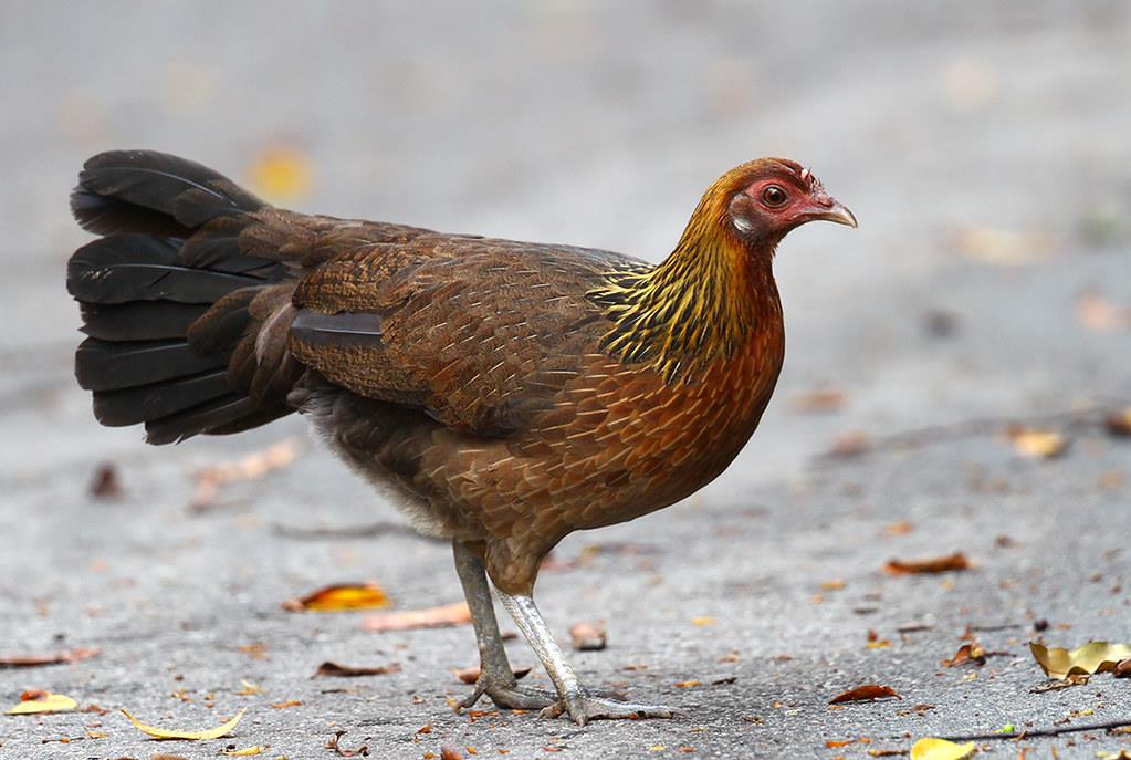 jungle hen
